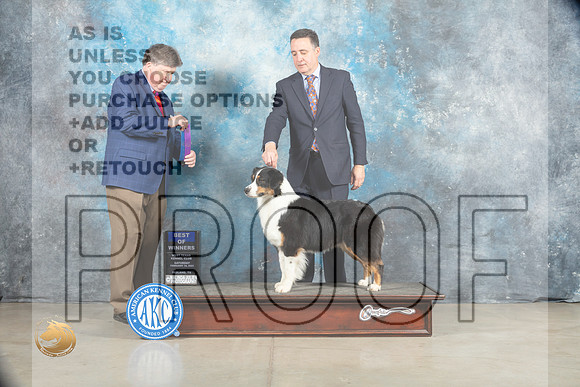 Australian Shepherd #30 Sat WB Judge Charles Olvis_MJ_1726_Midland2023_HR3