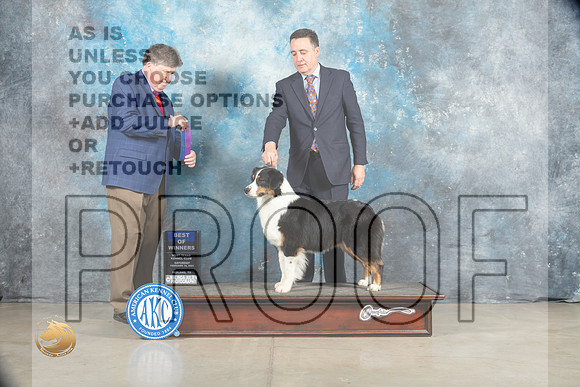 Australian Shepherd #30 Sat WB Judge Charles Olvis_MJ_1727_Midland2023_HR3