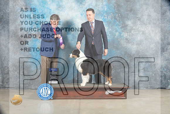 Australian Shepherd #30 Sat WB Judge Charles Olvis_MJ_1731_Midland2023_HR3