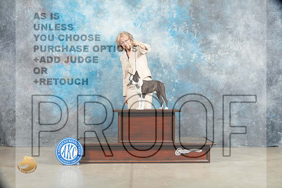 Boston Terrier #17_MJ_1337_Midland2023_HR3