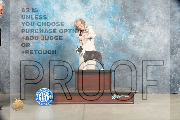 Boston Terrier #17_MJ_1350_Midland2023_HR3