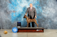Boxer #30 Sat BOW Judge Elizabeth Muthard