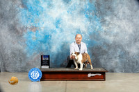 Bulldog #18 Sat BOWBOSM Judge Judy Wade