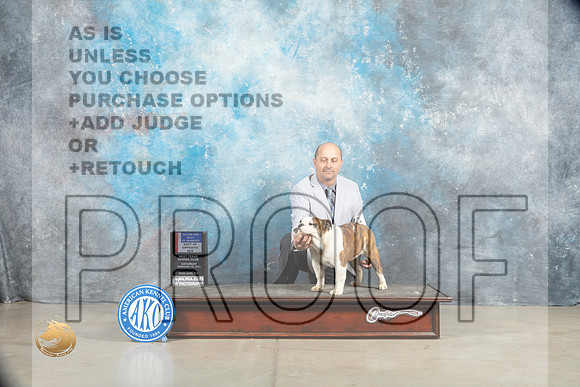 Bulldog #18 Sat BOWBOSM Judge Judy Wade_MJ_1419_Midland2023_HR3