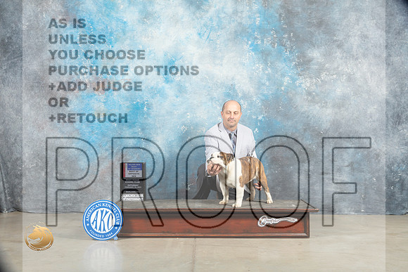 Bulldog #18 Sat BOWBOSM Judge Judy Wade_MJ_1420_Midland2023_HR3
