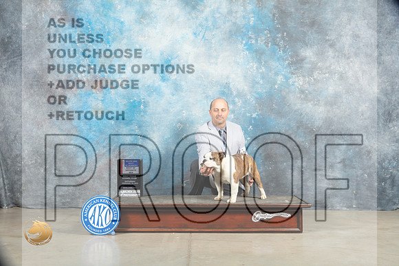 Bulldog #18 Sat BOWBOSM Judge Judy Wade_MJ_1421_Midland2023_HR3