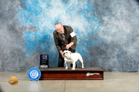 Bulldog #8 Sat WBM Judge Judy Wade