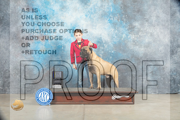 Bullmastiff #15 Sat BOWWDM Judge Elizabeth Muthard_MJ_1267_Midland2023_HR3