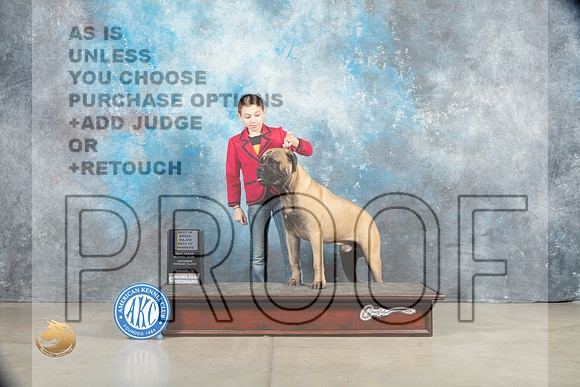 Bullmastiff #15 Sat BOWWDM Judge Elizabeth Muthard_MJ_1268_Midland2023_HR3