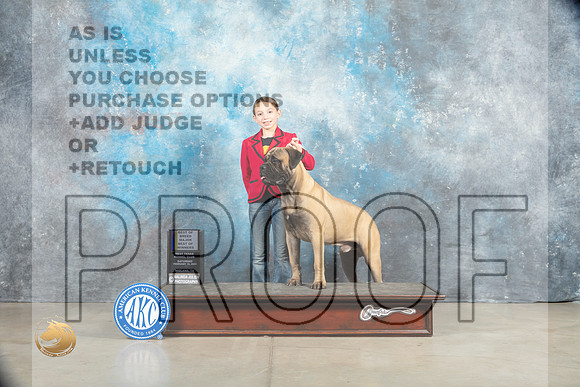 Bullmastiff #15 Sat BOWWDM Judge Elizabeth Muthard_MJ_1270_Midland2023_HR3