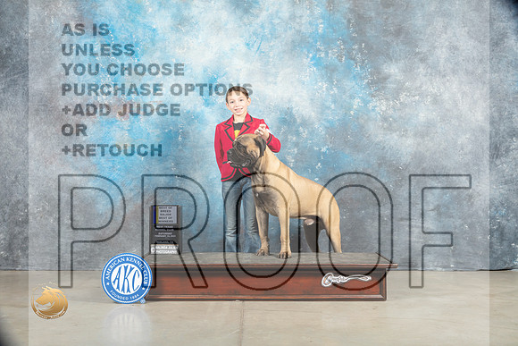 Bullmastiff #15 Sat BOWWDM Judge Elizabeth Muthard_MJ_1271_Midland2023_HR3