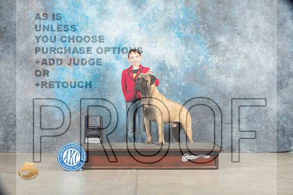 Bullmastiff #15 Sat BOWWDM Judge Elizabeth Muthard_MJ_1273_Midland2023_HR3