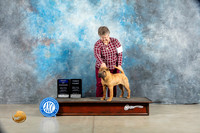 Chinese Shar Pei #5 Sat WDBOW Judge Judy Wade