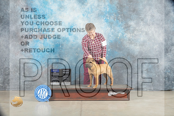 Chinese Shar Pei #5 Sat WDBOW Judge Judy Wade_MJ_1225_Midland2023_HR3