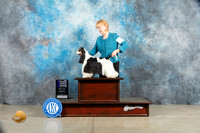 Cocker Spaniel Parti #8 Sat WBBOSCH Judge Jon Cole