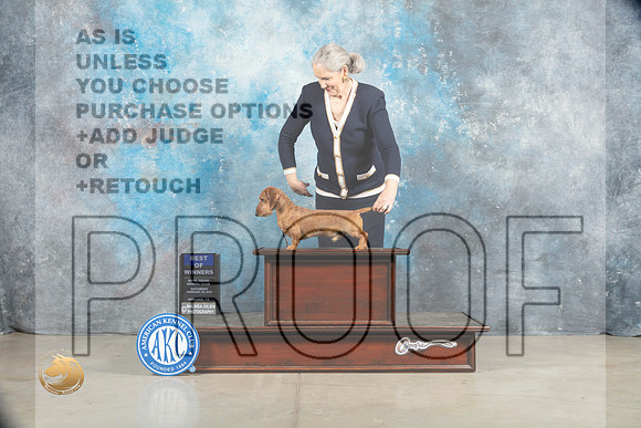 Dachshund Wirehaired #19 Sat BOW Judge Charles Olvis_MJ_1558_Midland2023_HR3