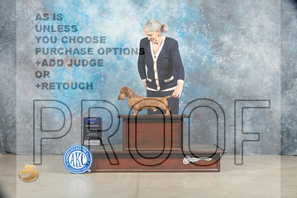 Dachshund Wirehaired #19 Sat BOW Judge Charles Olvis_MJ_1559_Midland2023_HR3