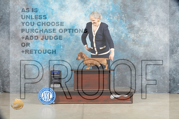 Dachshund Wirehaired #19 Sat BOW Judge Charles Olvis_MJ_1561_Midland2023_HR3