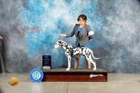 Dalmatian #5 Sat BOW Judge Elizabeth Muthard