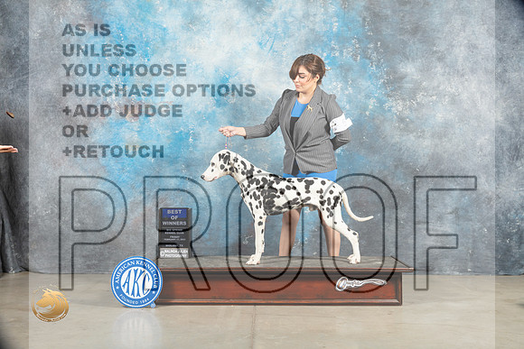 Dalmatian #5 Sat BOW Judge Elizabeth Muthard_MJ_1505_Midland2023_HR3