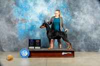 Doberman Pinscher #5 Sat BOWOHBOB Judge Elizabeth Muthard