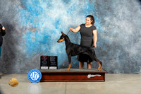 Doberman Pinscher #8 Thurs BOS OHG4 nojudge r