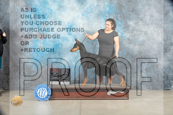 Doberman Pinscher #8 Thurs BOS OHG4 nojudge r_MJ_1368_Midland2023_HR3