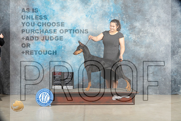 Doberman Pinscher #8 Thurs BOS OHG4 nojudge r_MJ_1369_Midland2023_HR3