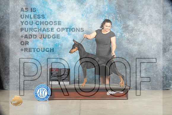 Doberman Pinscher #8 Thurs BOS OHG4 nojudge r_MJ_1370_Midland2023_HR3