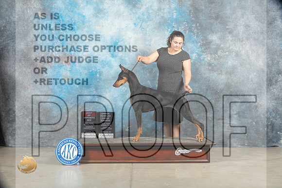 Doberman Pinscher #8 Thurs BOS OHG4 nojudge r_MJ_1371_Midland2023_HR3
