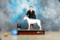Dogo Argentino #8 Sat BOSWBM Judge Elizabeth Muthard