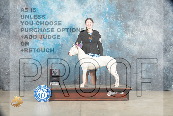 Dogo Argentino #8 Sat BOSWBM Judge Elizabeth Muthard_MJ_1365_Midland2023_HR3