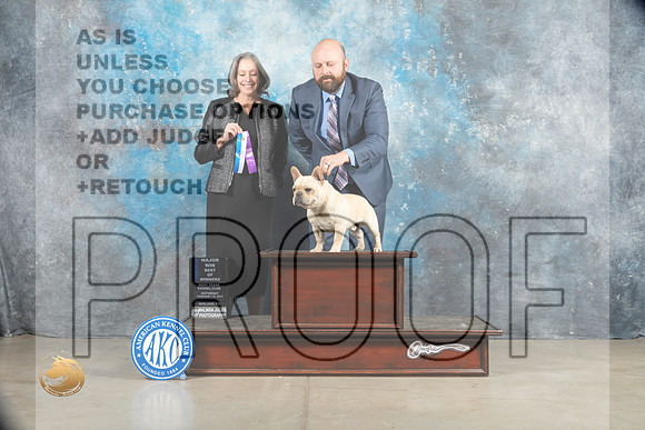 French Bulldog #23 Sat BOW Judge Judy Wade_MJ_1416_Midland2023_HR3