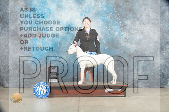 Dogo Argentino #8 Sat BOSWBM Judge Elizabeth Muthard_MJ_1366_Midland2023_HR3