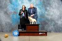 French Bulldog #23 Sat BOW Judge Judy Wade