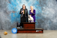 French Bulldog #47 Sat BOB Judge Judy Wade