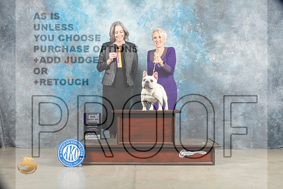 French Bulldog #47 Sat BOB Judge Judy Wade_MJ_1413_Midland2023_HR3