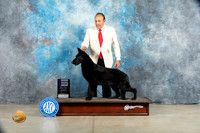 German Shepherd #24 Sat WB Judge Judy Brown