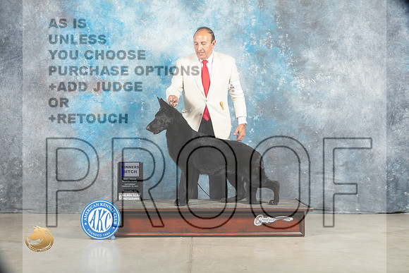 German Shepherd #24 Sat WB Judge Judy Brown_MJ_1237_Midland2023_HR3