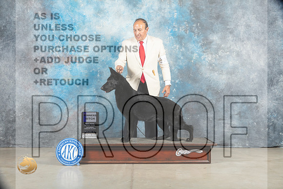 German Shepherd #24 Sat WB Judge Judy Brown_MJ_1238_Midland2023_HR3
