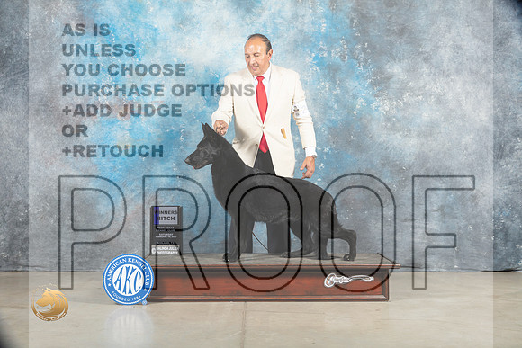 German Shepherd #24 Sat WB Judge Judy Brown_MJ_1239_Midland2023_HR3