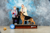 German Shepherd Dog #9 Sat BOWBOS Judge Judy Brown