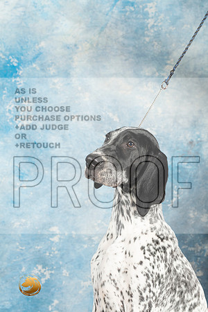 German Shorthaired Pointer #2_MJ_1424_Midland2023_HR3
