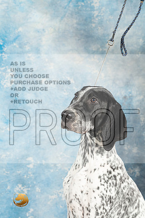 German Shorthaired Pointer #2_MJ_1425_Midland2023_HR3