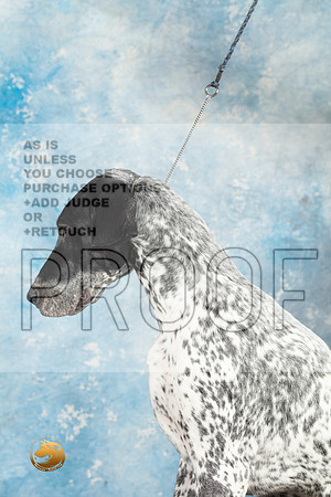 German Shorthaired Pointer #2_MJ_1426_Midland2023_HR3