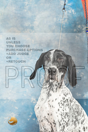 German Shorthaired Pointer #2_MJ_1429_Midland2023_HR3