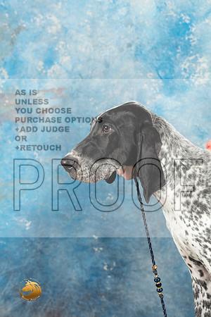 German Shorthaired Pointer #2_MJ_1427_Midland2023_HR3