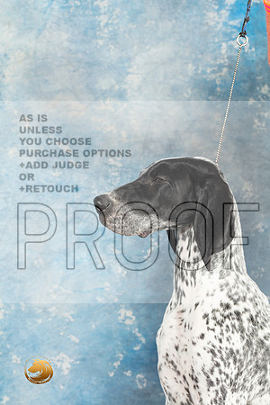 German Shorthaired Pointer #2_MJ_1428_Midland2023_HR3