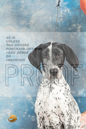 German Shorthaired Pointer #2_MJ_1432_Midland2023_HR3