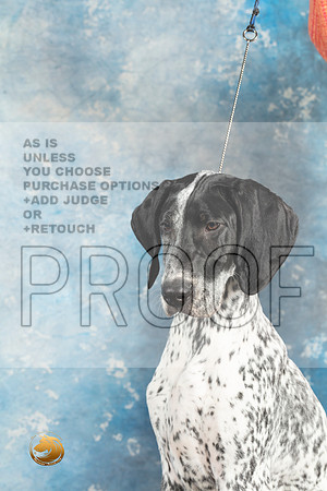 German Shorthaired Pointer #2_MJ_1430_Midland2023_HR3